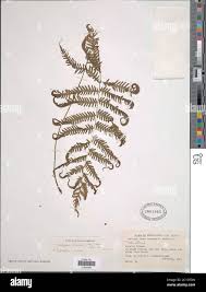 Image result for Christella gueinziana