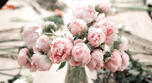 A dry surface is not always a sign of water need. Where To Buy Peonies Online