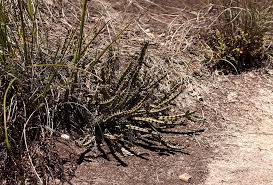 Image result for Euphorbia griseola