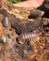 Image result for Pycreus muricatus