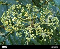 Image result for Tetradium glabrifolium