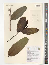 Image result for Shirakiopsis