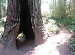 Redwood lady bird johnson grove. Wikiloc Picture Of Lady Bird Johnson Grove Trail Redwood National Park 3 6