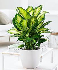 According To This Malaysian Study Most Co2 Absorbing Indoor Plant Is Low Light Plants Bathroom Plants Plants