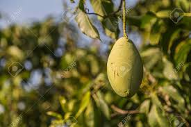 What are synonyms for fruit tree? Mango Trees In The Genus Mangifera A Tropical Fruit Tree In Stock Photo Picture And Royalty Free Image Image 71902952