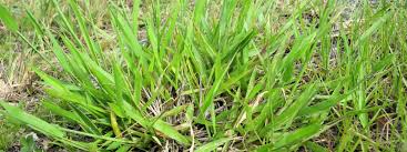 Image result for Urochloa deflexa