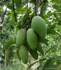 Image result for Mangifera