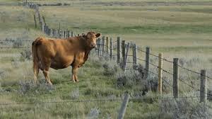 This branding iron maintains consistent heat for continuous branding for as long as it is plugged in. Cow Branding Stock Video Footage 4k And Hd Video Clips Shutterstock