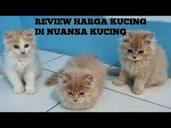 Unboxing Dan Bocorin Harga 8 Ekor Kucing Yang Ada Di Nuansa Kucing ...