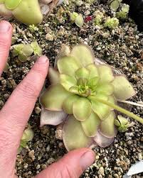 Image result for Launaea rarifolia