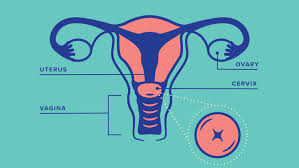 Image result for cervix position