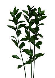 We did not find results for: All The Dirt Plant Of The Week Episode 3 Plant Of The Week