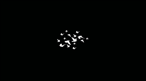 Download black wallpapers from pexels. 1366x768 Birds Flying Minimalist Dark 4k 1366x768 Resolution Hd 4k Wallpapers Images Backgrounds Photos And Pictures