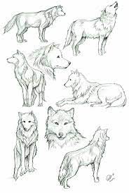 pin von mariela campos auf zveri wolf zeichnung tiere tiere zeichnen