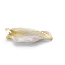 Feather goat collect 10 golden goats to unlock this character with an amazing jumping skill. South American Coati Nasua Nasua Scapula Bone Png Images Psds For Download Pixelsquid S112637725