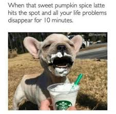 Geniusvets On Twitter Pumpkin Spice Latte Meme Pumpkin Spice Latte Humor Pumpkin Spice Latte