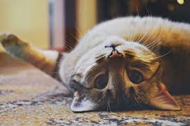 Kedi Oyuncaklari Nelerdir Juen Pet Market Blog