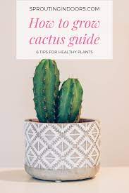 How To Take Care Of A Cactus General Cactus Care Guide Cactus Care Easy Care Houseplants How To Grow Cactus