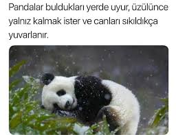 Sule Adli Kullanicinin Mizah Panosundaki Pin Pandalar Eglenceli Gercekler Bilgi