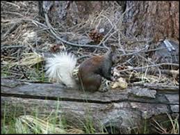 Animals Animals Animals Abert S Squirrel Tasseled Eared Squirrel Kaibab Squirrel Animals Animal Facts Squirrel