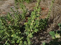 Image result for Dysphania pumilio