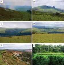 Image result for Dewevrella cochliostema