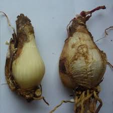 Image result for Cyrtanthus rhodesianus