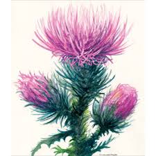 Pin By Angel Kellow On Watercolor Thistles Art Strathmore Master Watercolor