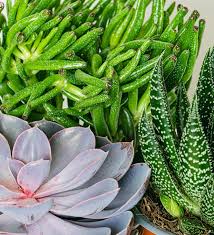 How To Revive A Succulent And Help It Thrive: Pro Tips | First For Women