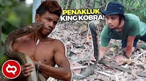 Video ular cobra terbesar di dunia sepanjang sejarah. Begini Jadinya Ketika Penakluk Ular Rela Dipatok Demi Menjinakkan King Kobra Terbesar Di Dunia Youtube