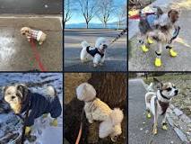 Are Dog Socks a Good Idea? | Ultrawoof