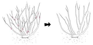 Learning how to prune roses correctly will make all the difference to the health and flowering potential of your prized plants. When And How To Prune Roses Dengarden