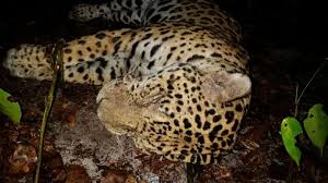 Most jaguars are found in the amazon river basin. Hunted Jaguars Die Agonising Deaths To Be Boiled Into Paste For Chinese Medicine Says Charity World News Sky News