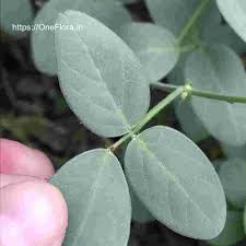 Image result for Desmodium scorpiurus