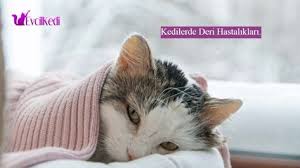 Insanlarda Oldugu Gibi Kedilerde De Cilt Ve Deri Hastaliklarina Siklikla Rastlanmaktadir Pire Ve Kulak Akarlarinin Kedilerde Gorulen En Yaygin H 2020 Kedi Deri Oya