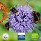 Pollinators