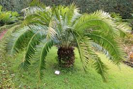 Image result for Encephalartos gratus