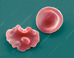 Image result for Red Blood Cell