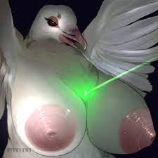 Pigeon porn