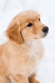 Follow the vibe and change your wallpaper every day! 500 Golden Retriever Pictures Hd Download Free Images On Unsplash