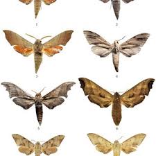 Image result for Warneckea cordiformis