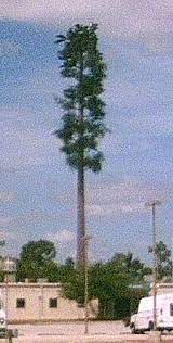 Maybe you would like to learn more about one of these? Disguised Cell Tower Near Animal Kingdom Disney World Fl Disguised Cell Towers On Waymarking Com