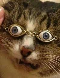 Pin By Mirilda Mirlda On Dziwne Funny Animals Funny Cat Gifts Funny Animal Pictures