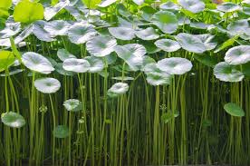 Image result for Centella glabrata