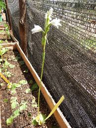 Image result for Satyrium kitimboense