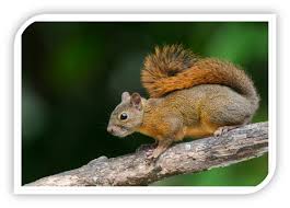 Maybe you would like to learn more about one of these? Sciurus Granatensis Ardilla De Cola Roja Salida De Campo Iii Semestre