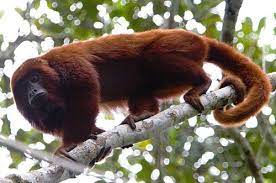 Venezuelan Red Howler Alouatta Seniculus Mammals Animals Beautiful Howler Monkey Weird Animals