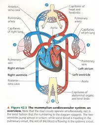 Circulatory System Circulatory System For Kids Circulatory System Get To Know You Activities
