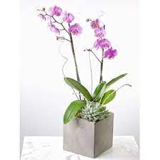 Check spelling or type a new query. Round Rock Florist Fine Flowers Of Round Rock Local Flower Delivery Round Rock Texas 78664
