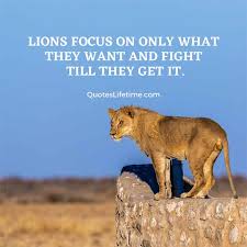 We did not find results for: 85 Lion Quotes And Sayings With Images For Motivation